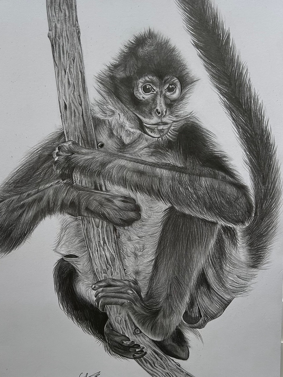 Charcoal Monkey